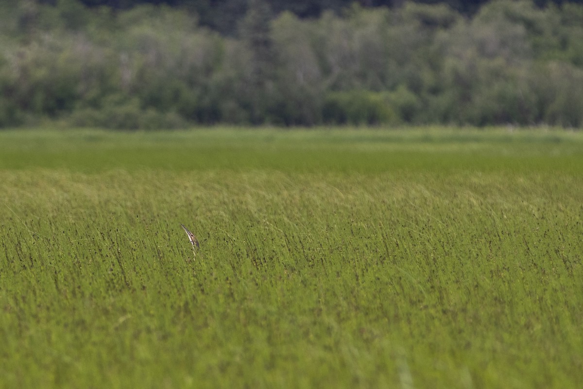 American Bittern - ML248147901