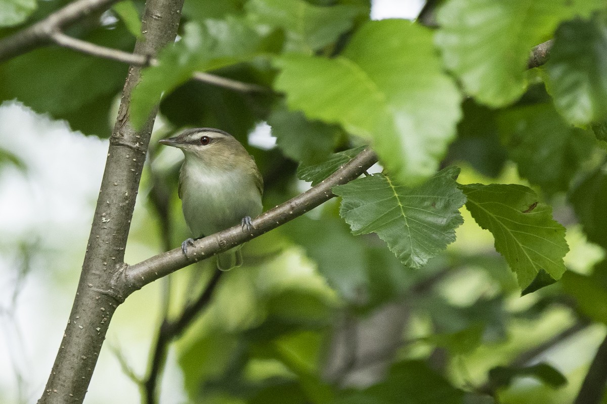 Kızıl Gözlü Vireo - ML248148041