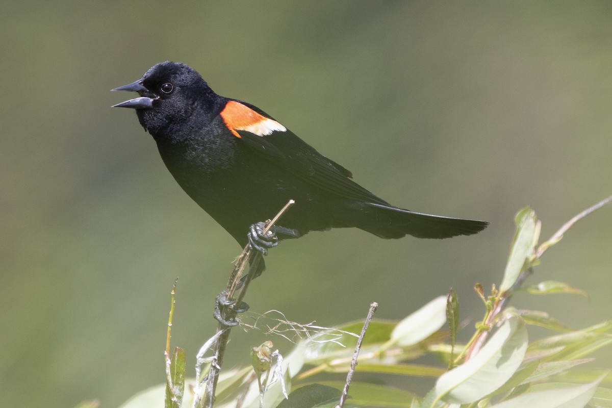 Red-winged Blackbird - ML248148091