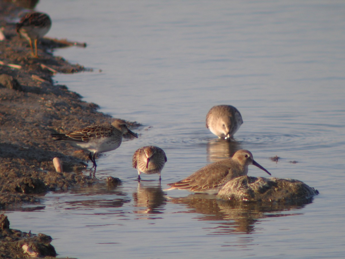 Dunlin - ML248148271