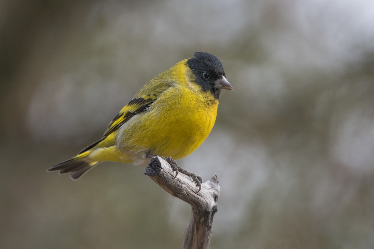 Hooded Siskin - ML248149591