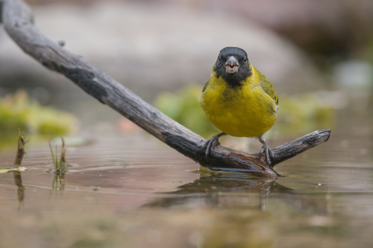 Hooded Siskin - ML248149621