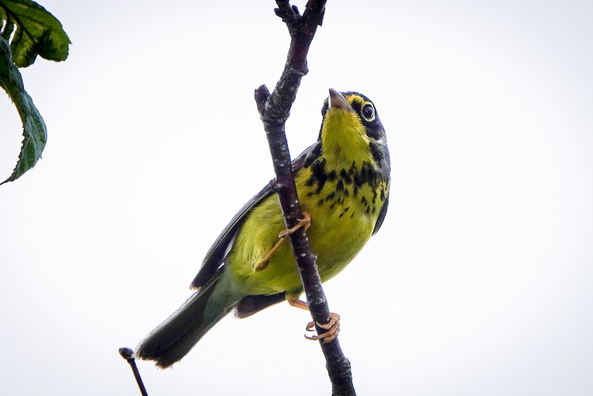 Canada Warbler - ML248153641