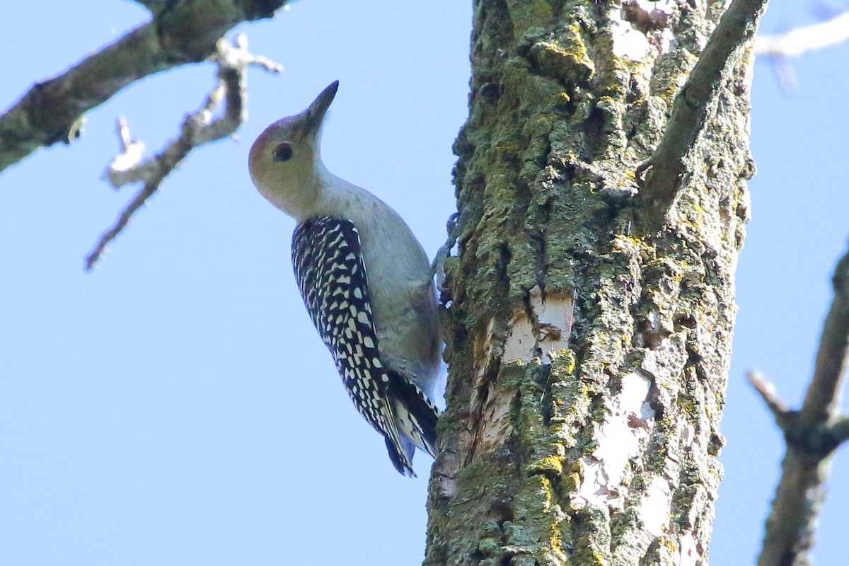 Red-bellied Woodpecker - ML24815411