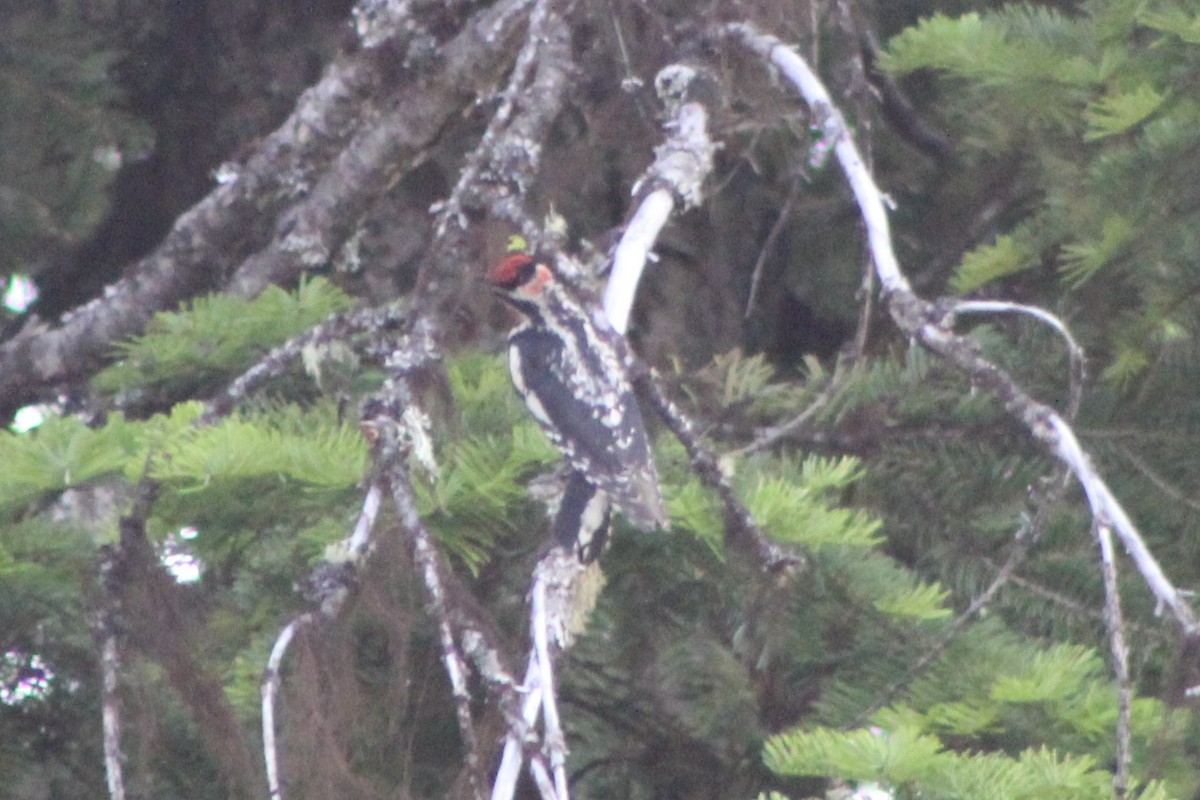 Red-naped Sapsucker - ML248154591