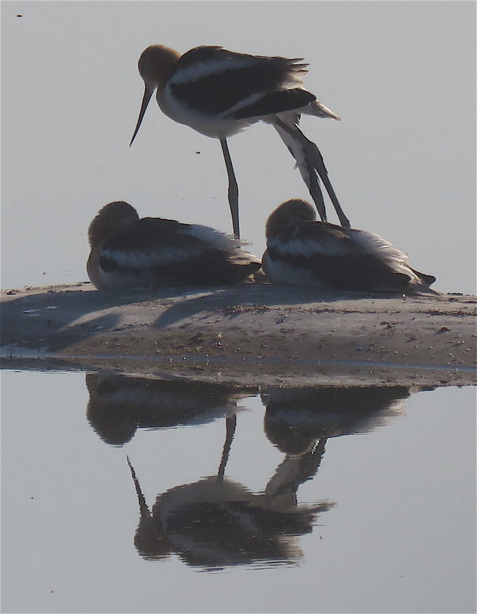 Чоботар американський - ML248157311