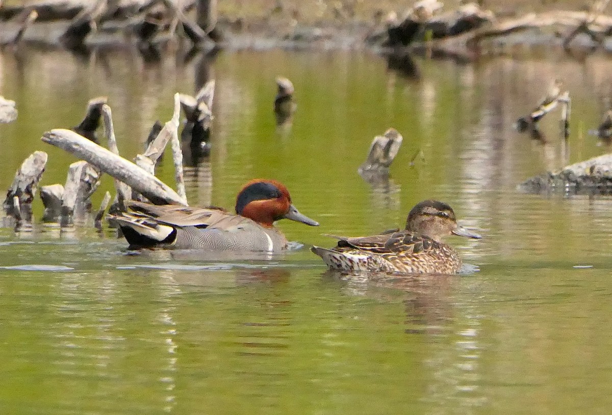 Green-winged Teal - ML248157441