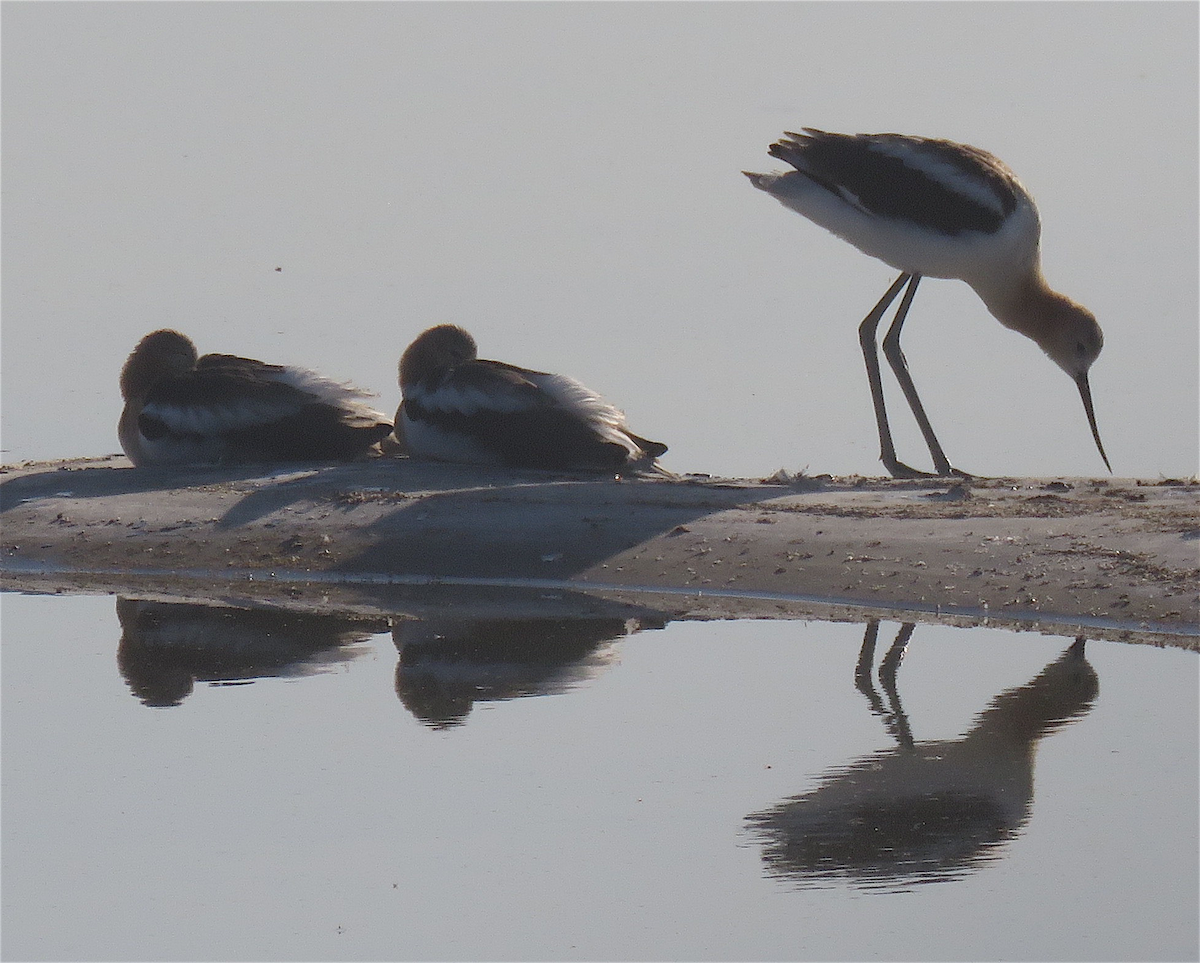 Чоботар американський - ML248157581