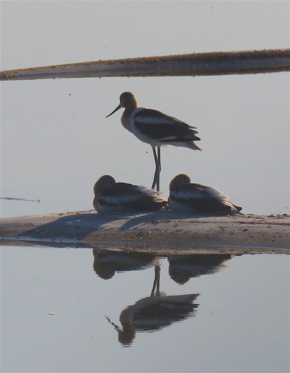 Чоботар американський - ML248157651