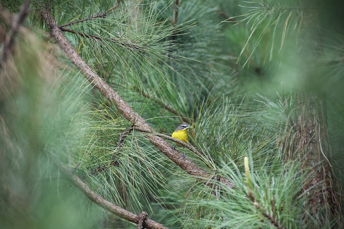 Yellow-breasted Chat - Jason hs