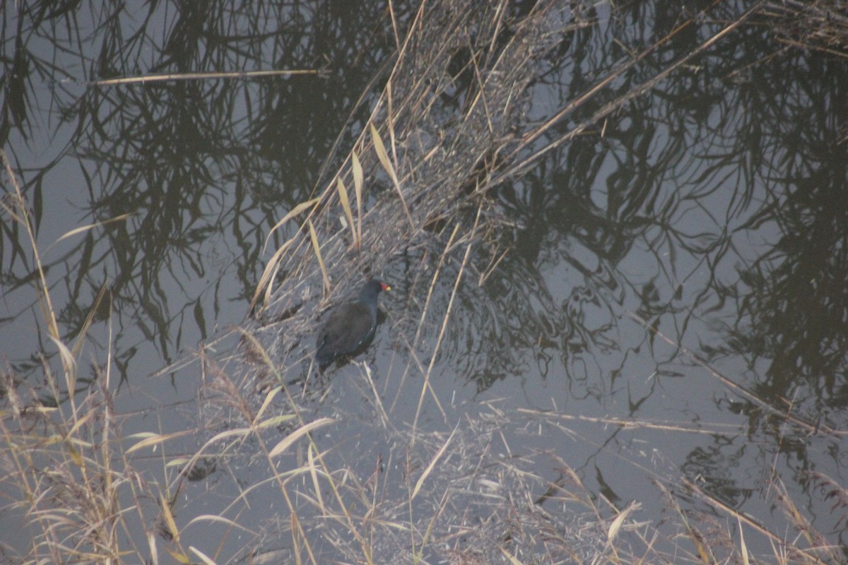 Eurasian Moorhen - ML248164121