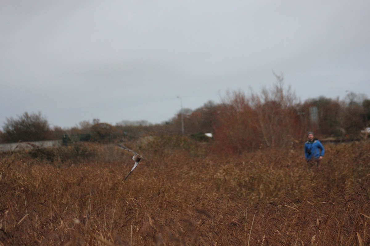 Common Snipe - Jess Crawford