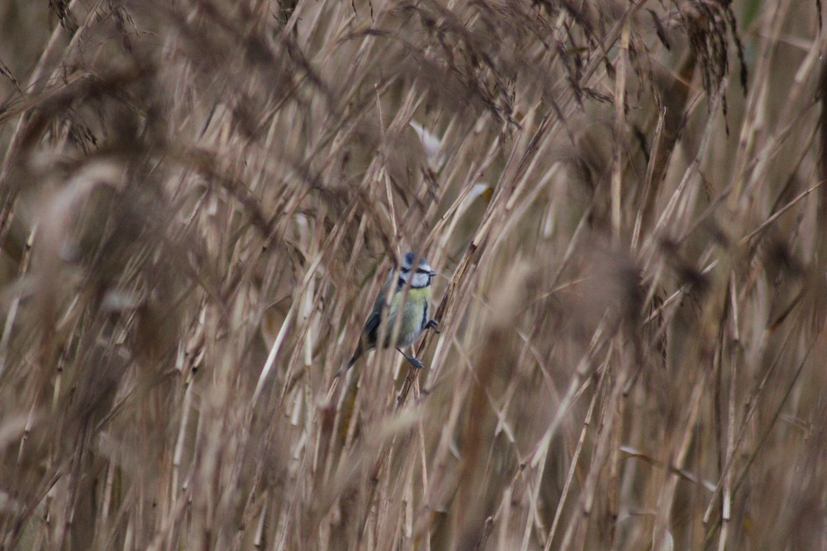 Eurasian Blue Tit - ML248164971