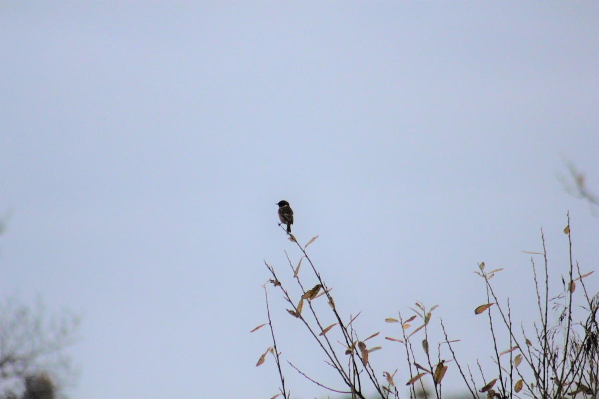 European Stonechat - ML248165261