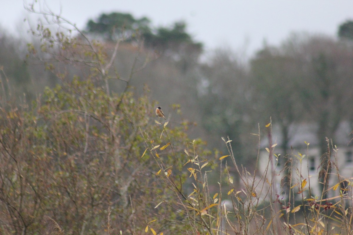 European Stonechat - ML248165301