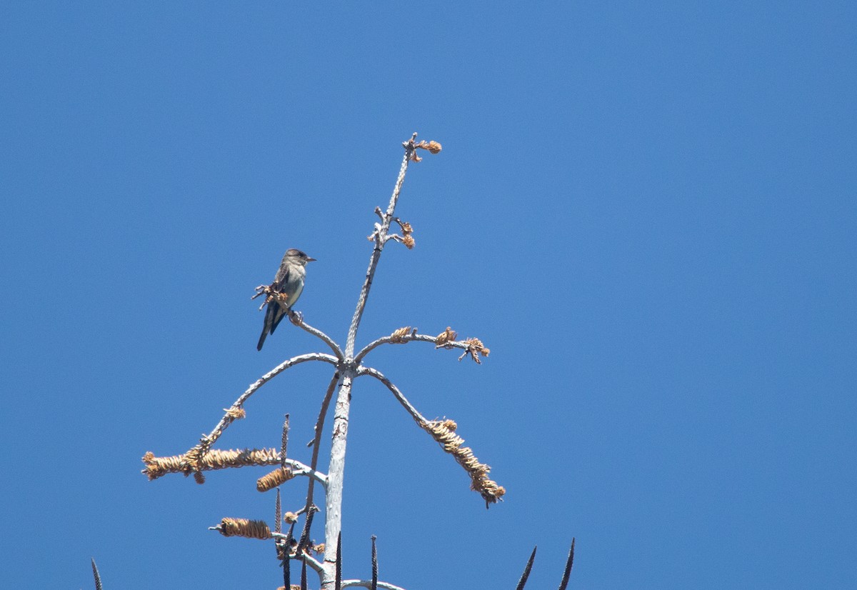 Olive-sided Flycatcher - ML248166321