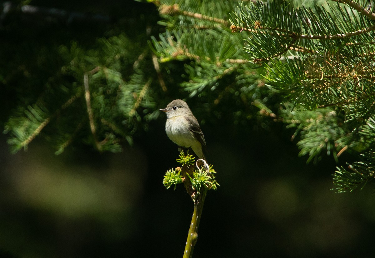 Dusky Flycatcher - ML248166431