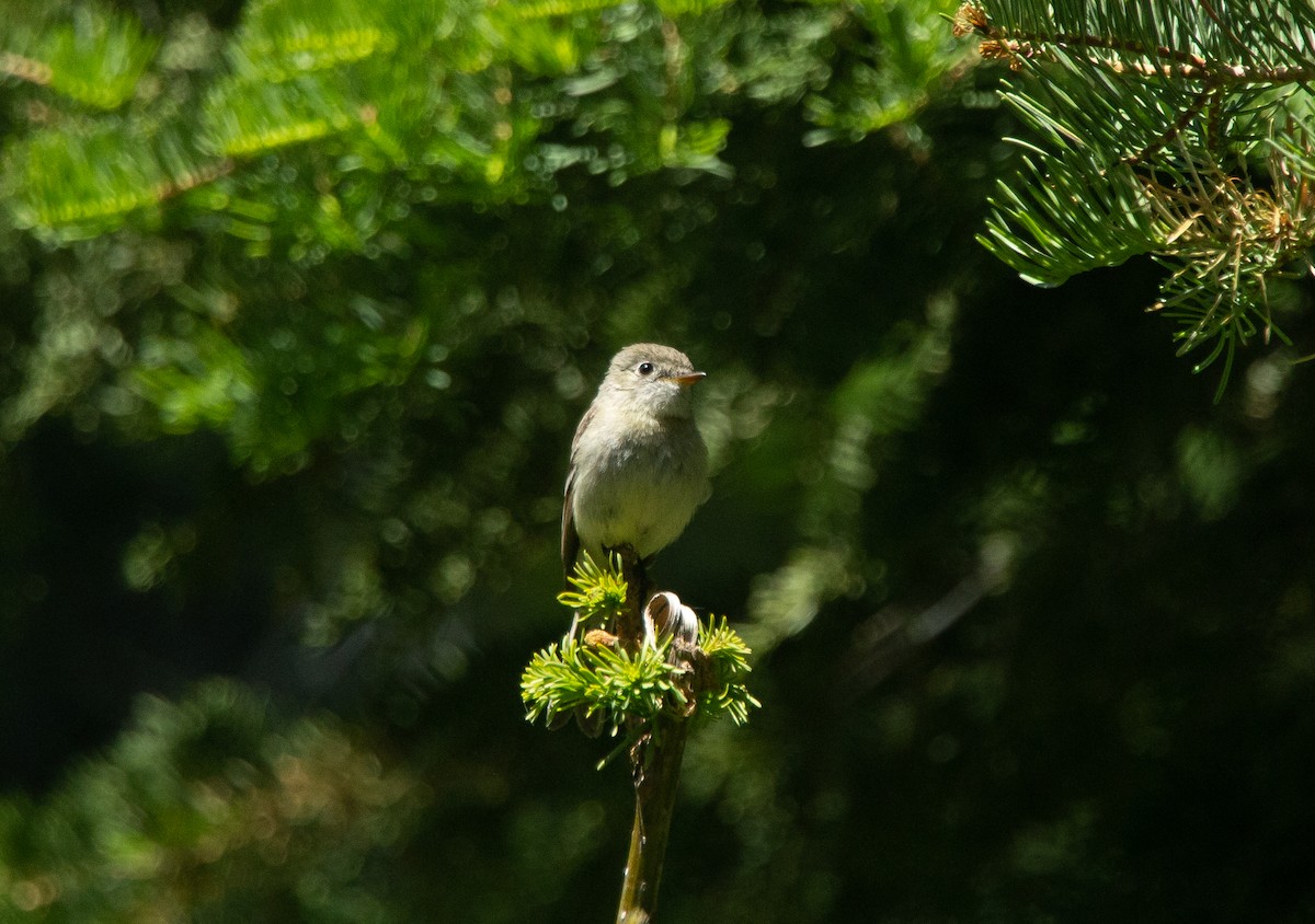 Dusky Flycatcher - ML248166441