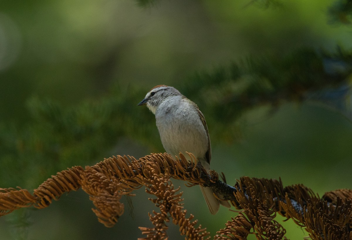 Chipping Sparrow - ML248166531