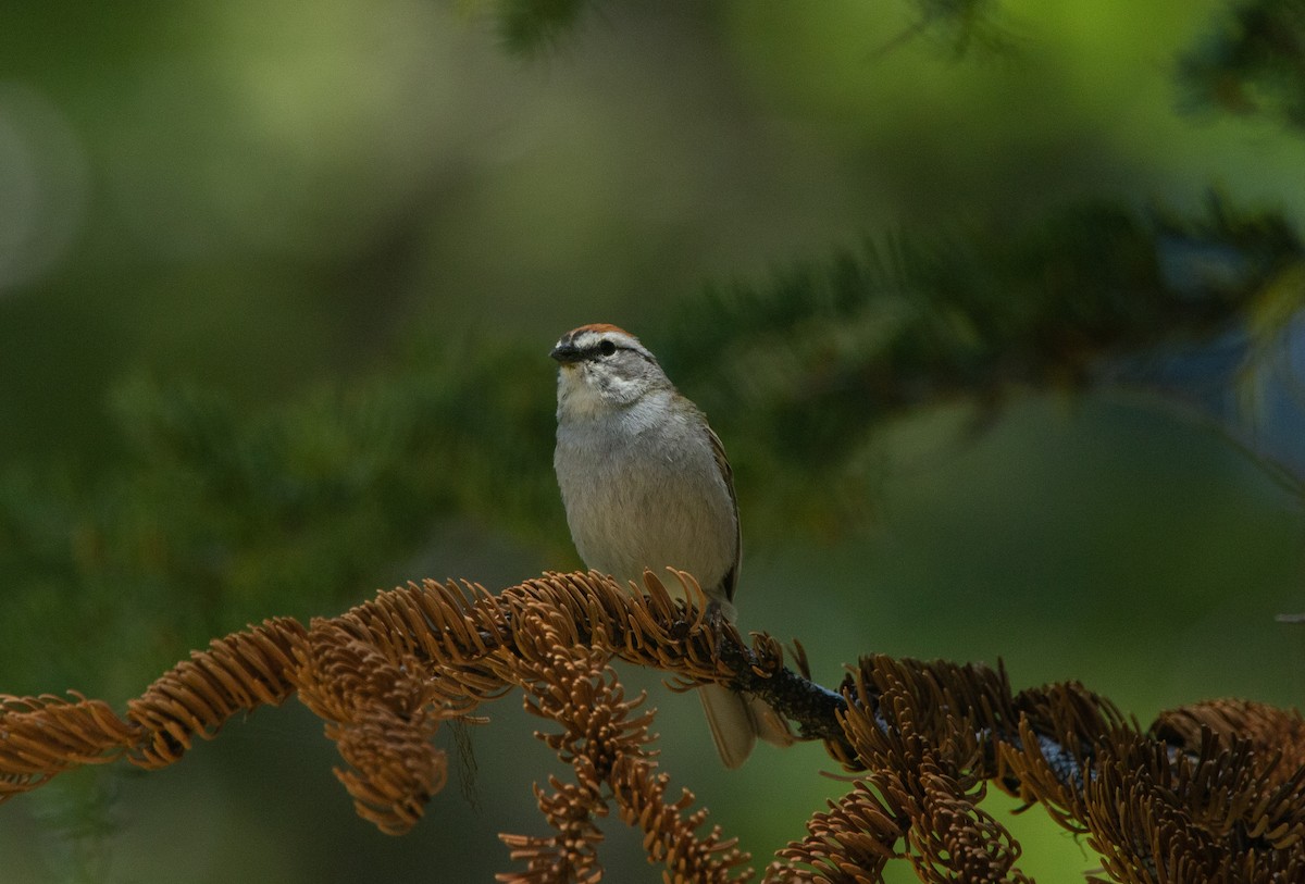 Chipping Sparrow - ML248166541