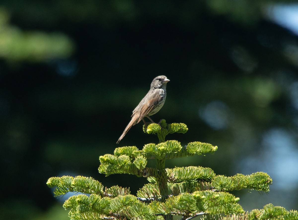 Fox Sparrow - ML248166581