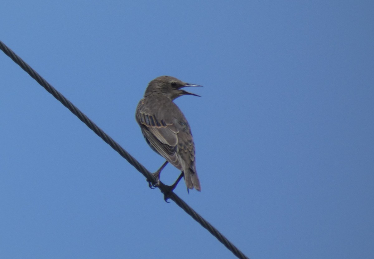 European Starling - ML248168391