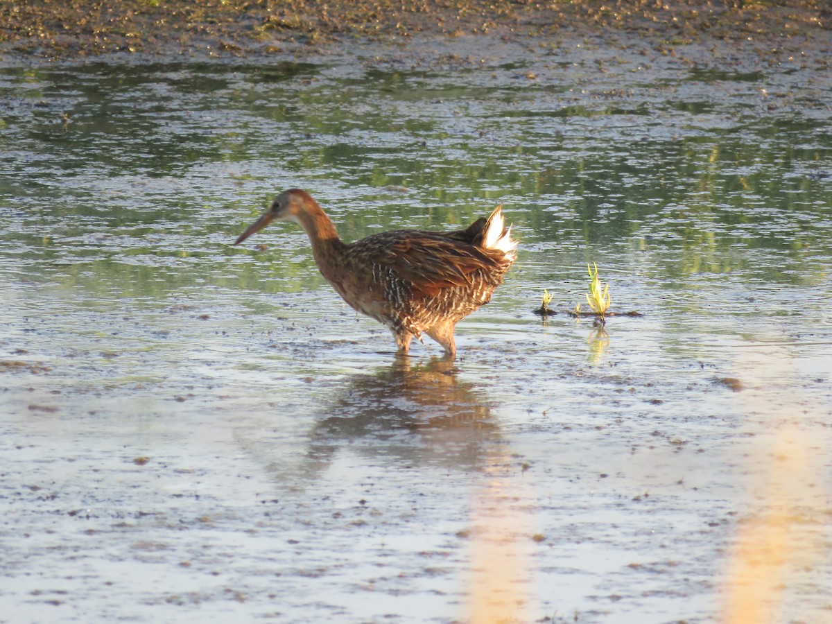 King Rail - Tom Ewert