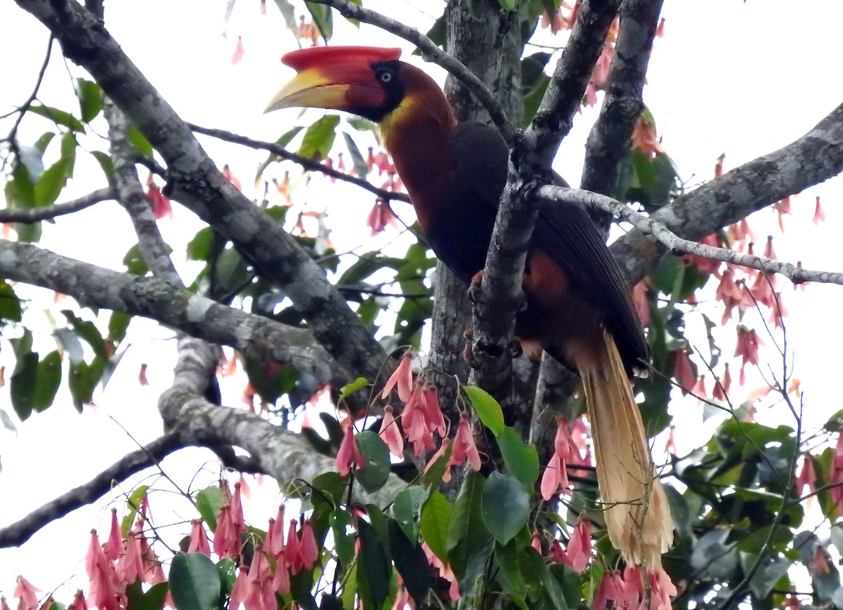 Rufous Hornbill - ML248171411