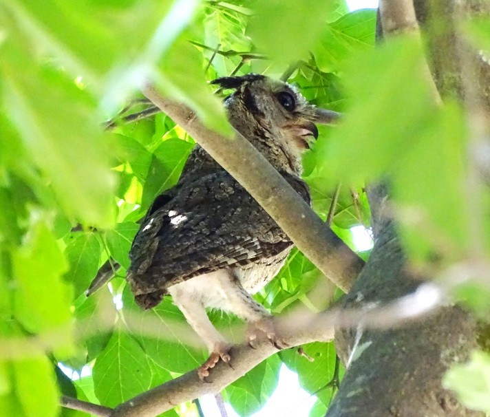 Indian Scops-Owl - Sreekumar Chirukandoth