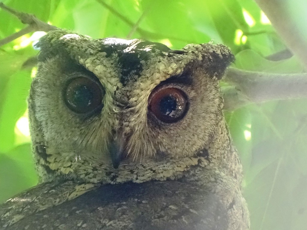 Indian Scops-Owl - ML24817611