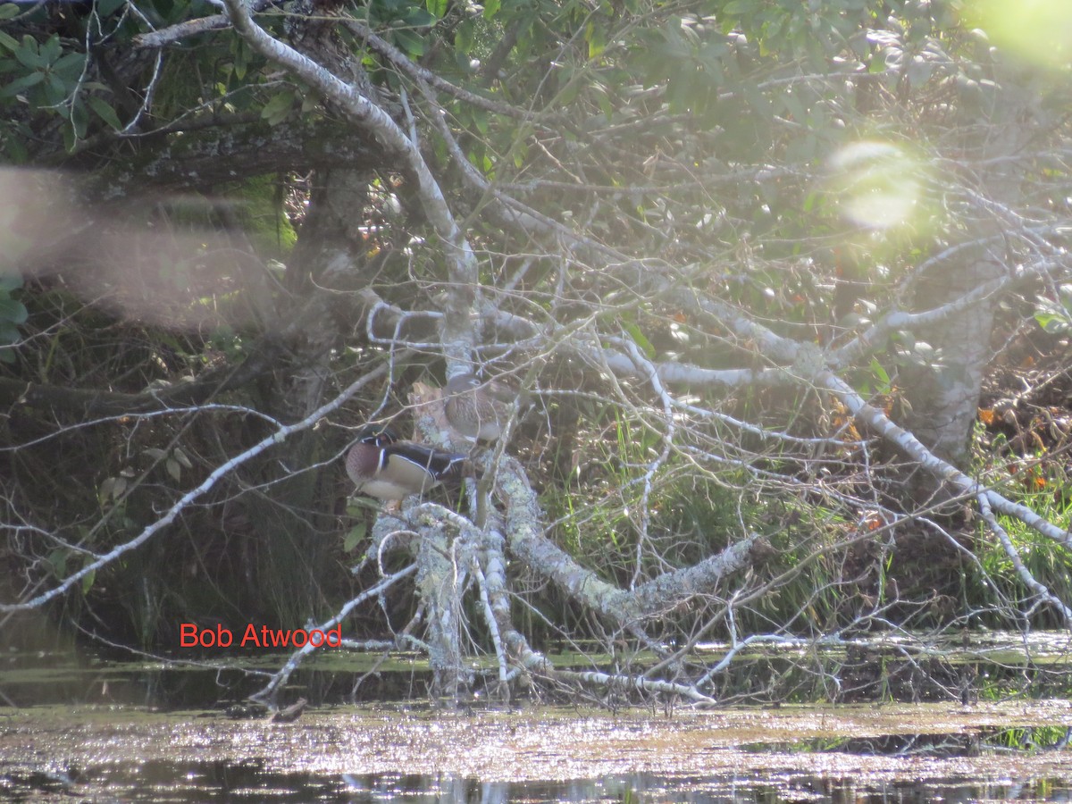 Wood Duck - Bob A