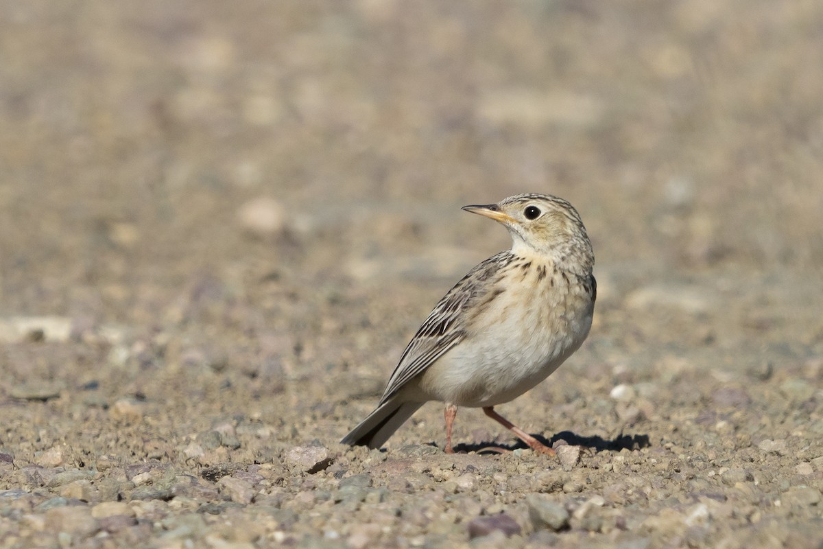 Sprague's Pipit - ML248177251