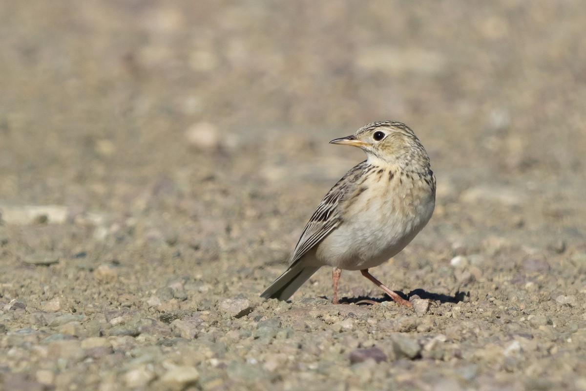 Sprague's Pipit - ML248177261