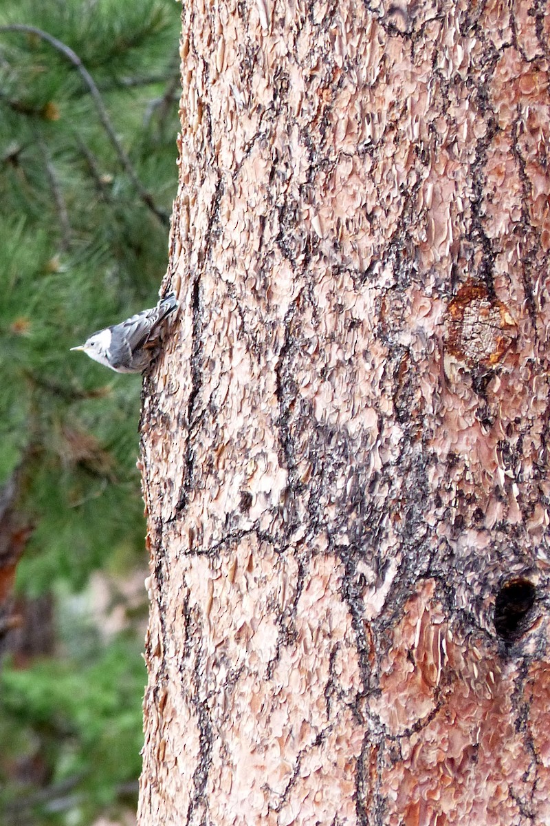 White-breasted Nuthatch - Sheila Ellwood