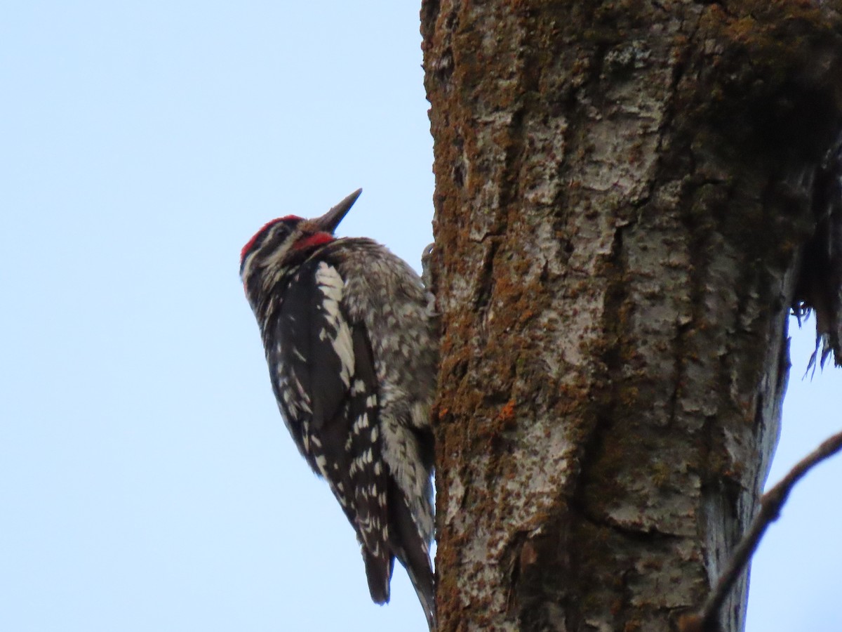 Red-naped Sapsucker - ML248178341