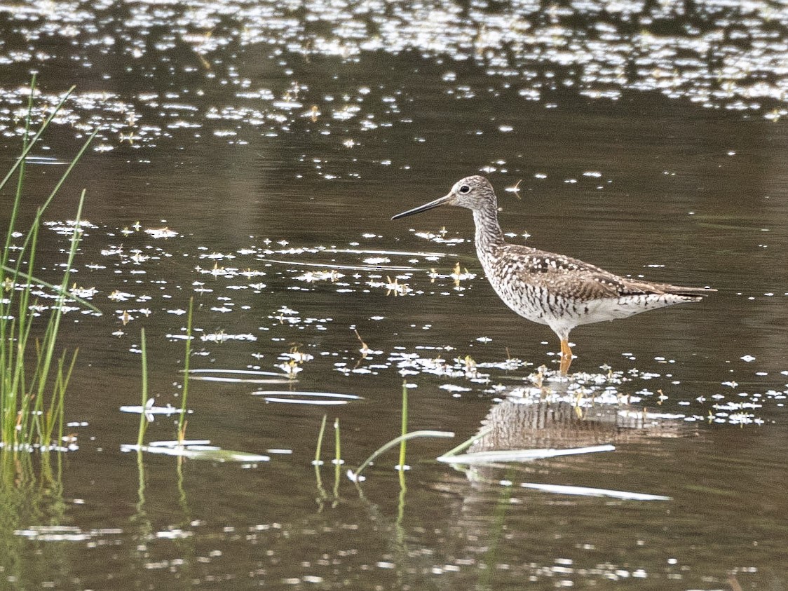 Greater Yellowlegs - ML248178751