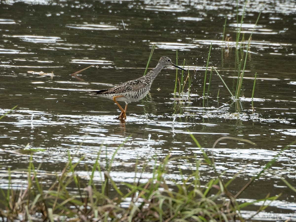 Greater Yellowlegs - Stephen Tarnowski