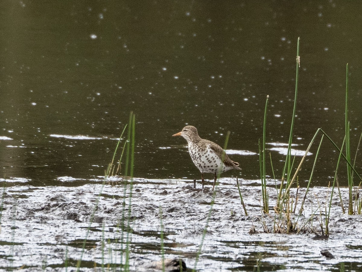 Spotted Sandpiper - Stephen Tarnowski