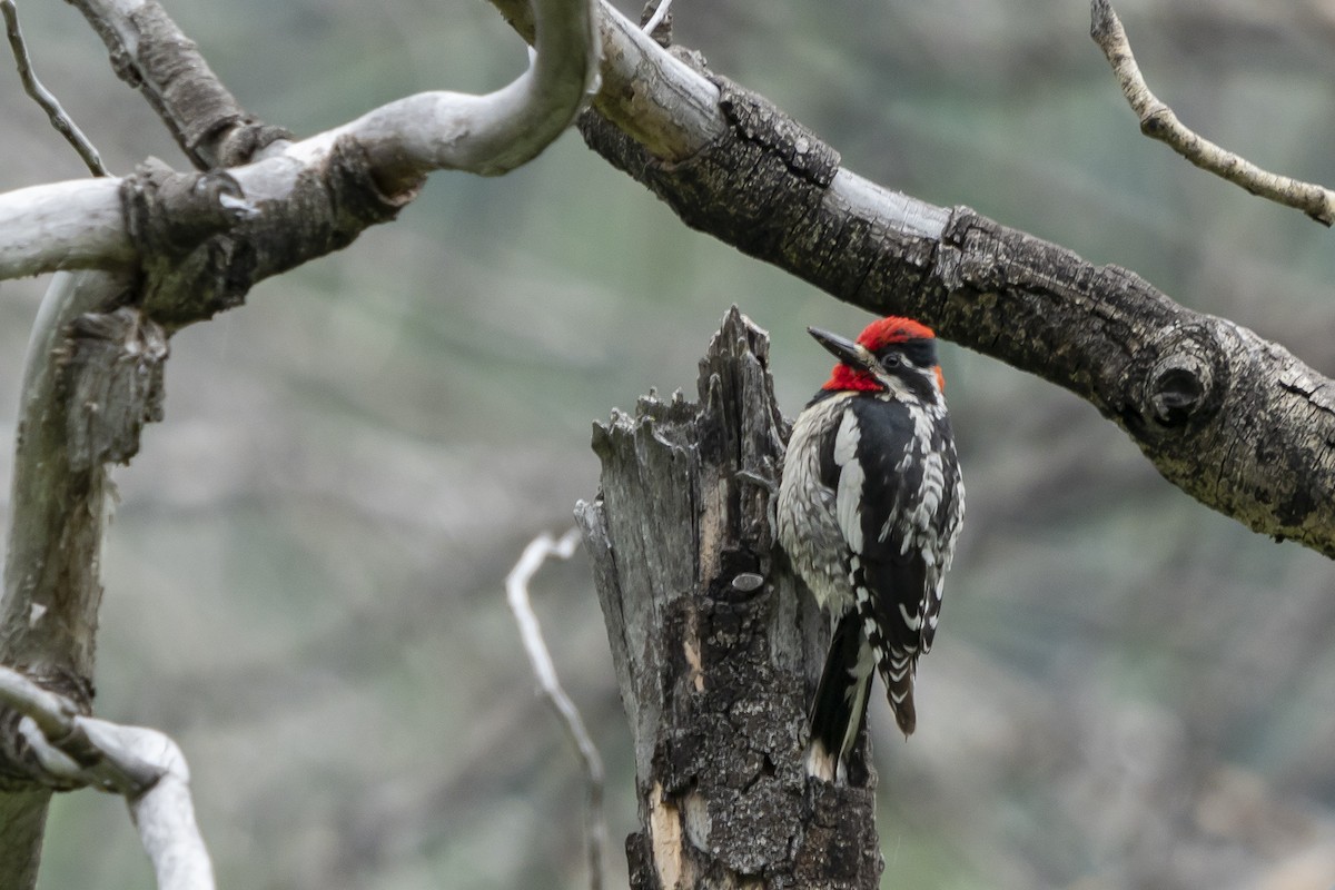 Red-naped Sapsucker - Joshua Covill