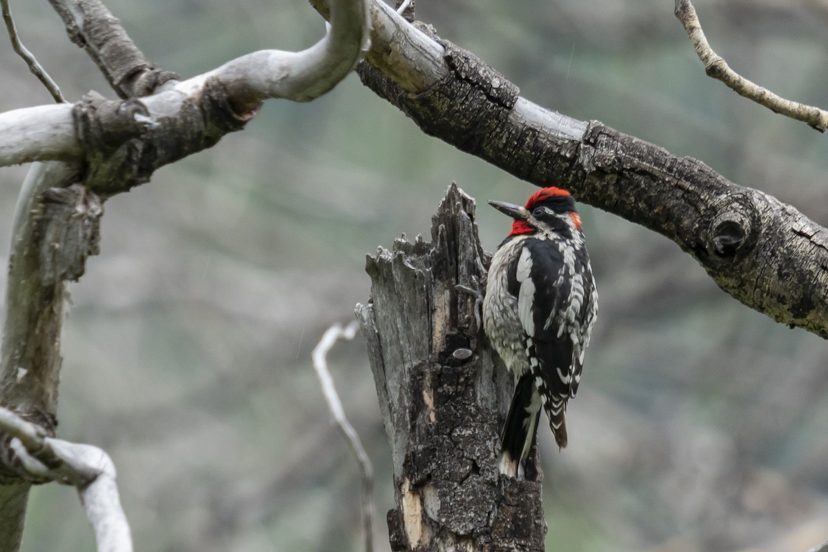 Red-naped Sapsucker - ML248179841