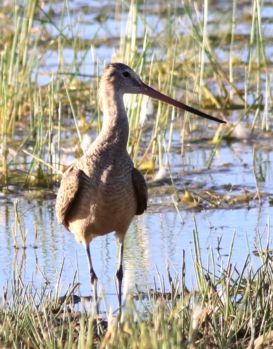 Marbled Godwit - Doug and Diane Iverson