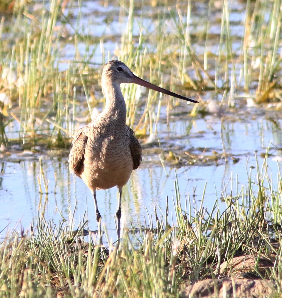 Marbled Godwit - Doug and Diane Iverson