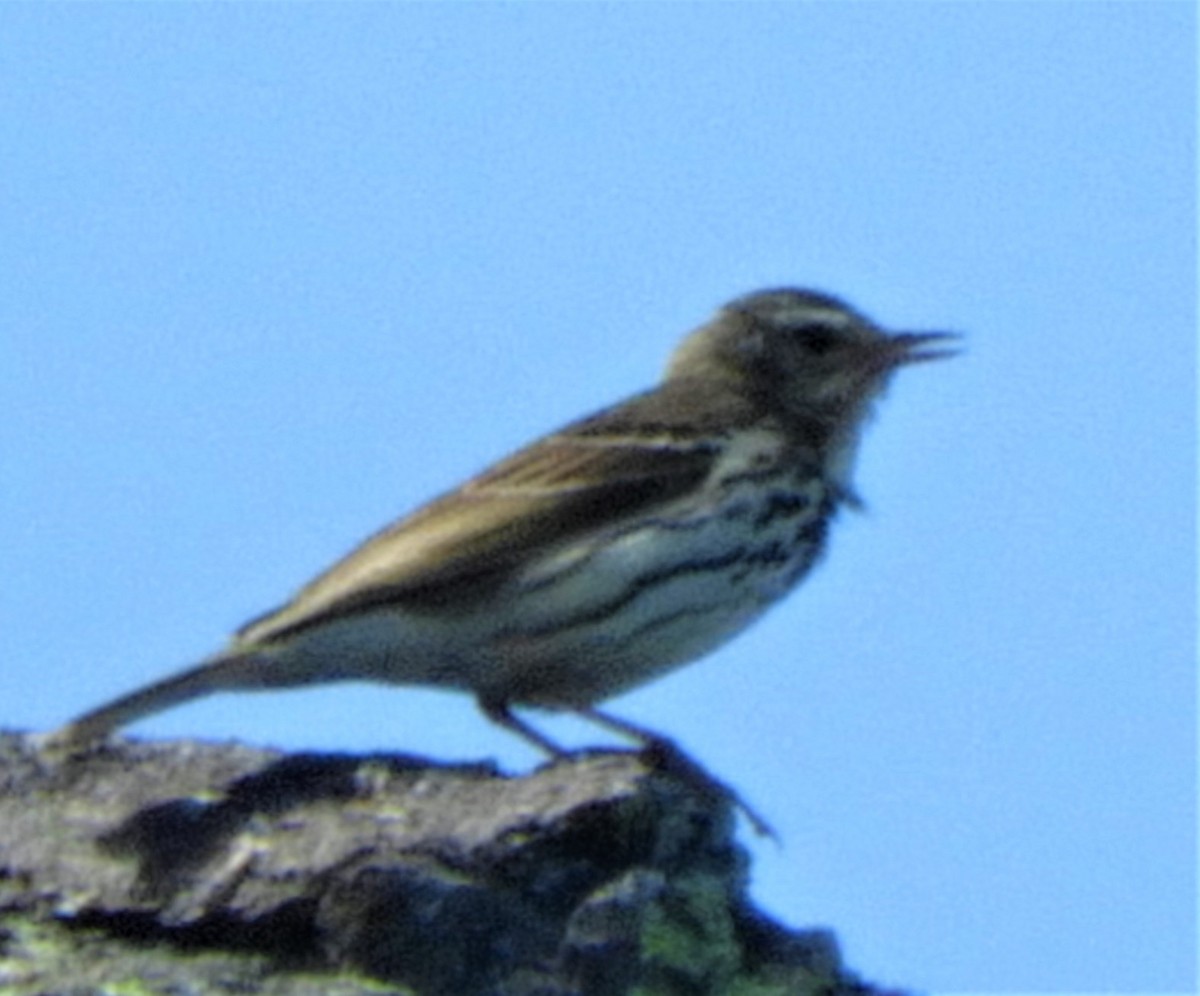 Olive-backed Pipit - Silas Brown