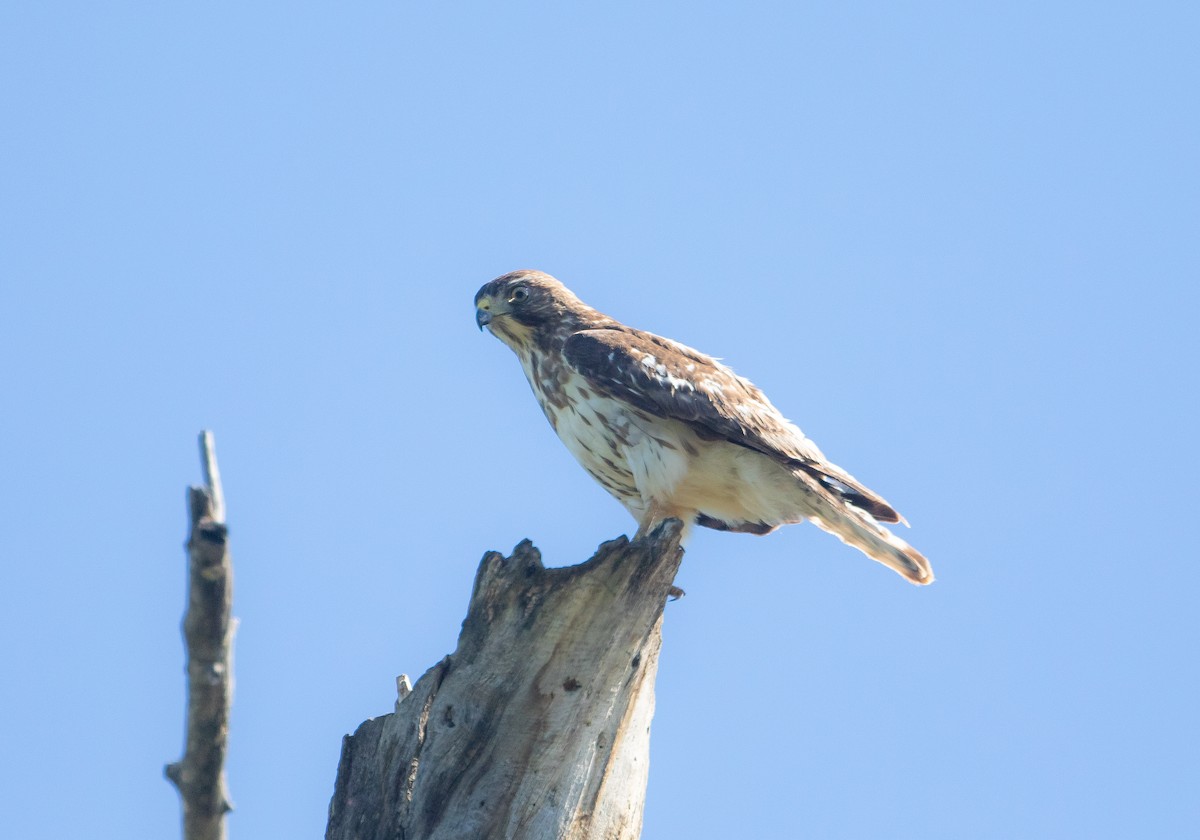 Broad-winged Hawk - Michelle Schreder