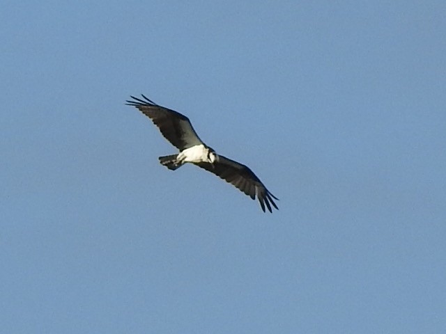 Águila Pescadora - ML248182221