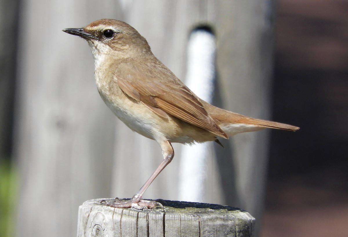 Siberian Rubythroat - ML248182561