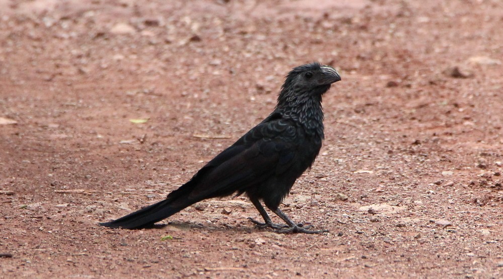 Groove-billed Ani - ML248184441