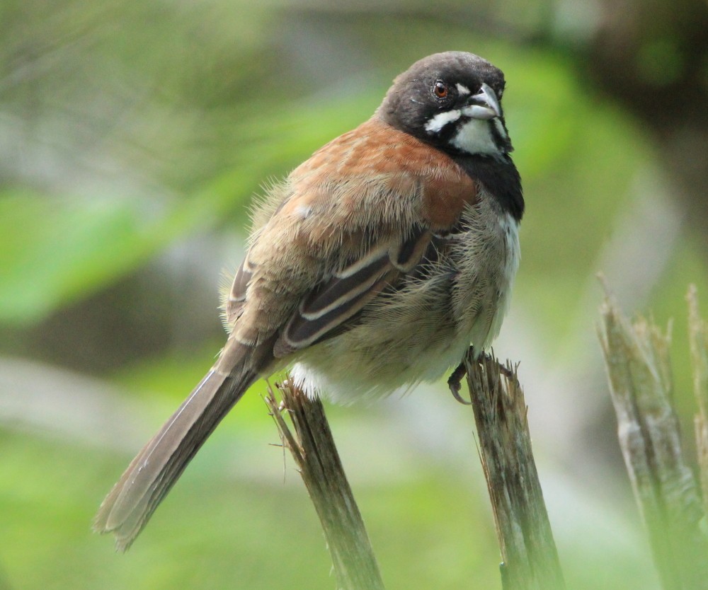 Black-chested Sparrow - Paul Lewis