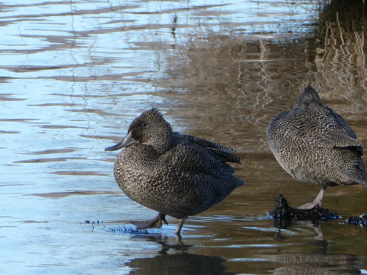 Freckled Duck - ML248185291