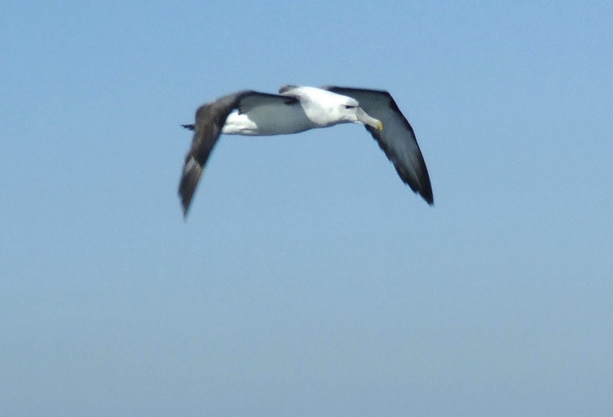 White-capped Albatross - ML248187131
